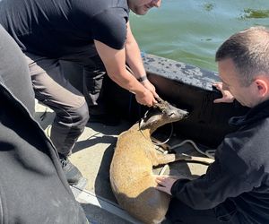 Młody jelonek wpadł do kanału portowego w Gdańsku. Uratowała go załoga Pioruna