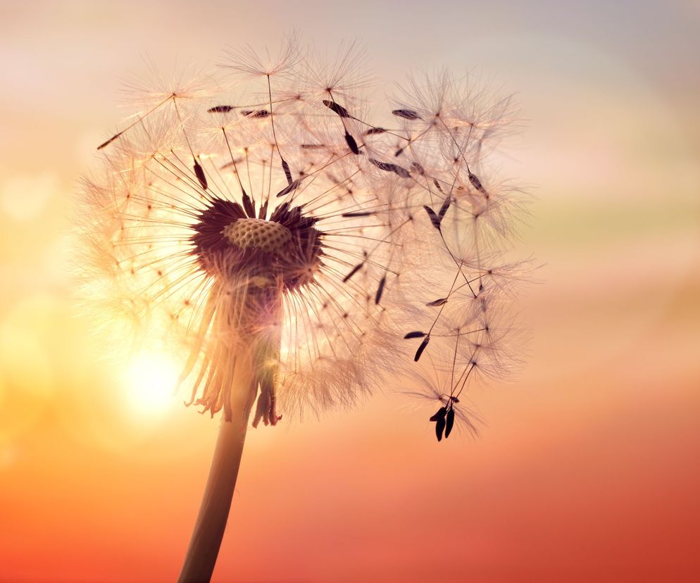 Wrażliwość sprawia, że potrafimy dostrzec piękno (ale i problem) w małych rzeczach.