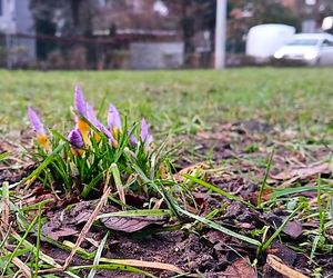 Pierwsze krokusy na Jasnych Błoniach