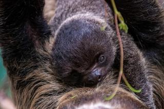 Baby boom w Orientarium ZOO Łódź. Weź udział w konkursie na imiona dla maluchów!