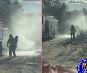 Mama obroniła dzieci przed rojem pszczół. Sama doznała 75 użądleń