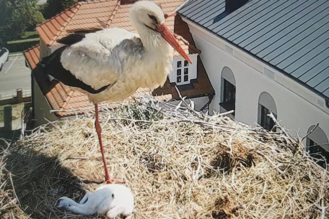 Kolejne kłopoty u bocianów z Przygodzic