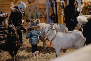 Żywe szopki w Krakowie. Gdzie i kiedy można je zobaczyć?
