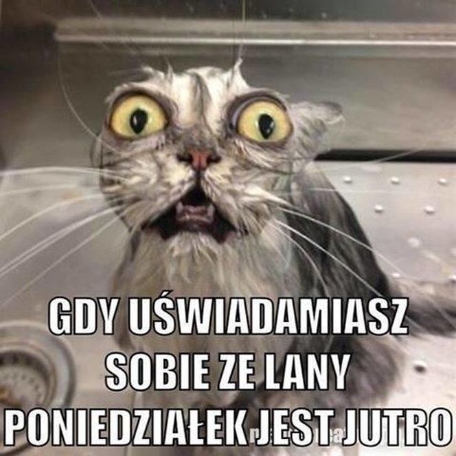 memy lany poniedziałek