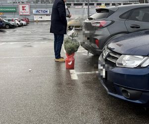 Przemysław Czarnek kupuje choinkę dla wnuka