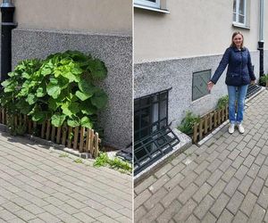 Mieszkanka Mokotowa musi zapłacić karę za posadzenie kwiatów. Kwota powala na kolana!