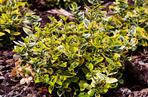 Trzmielina Fortune'a 'Emerald'n Gold'