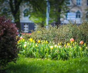 Warszawa utonęła w kolorowych tulipanach