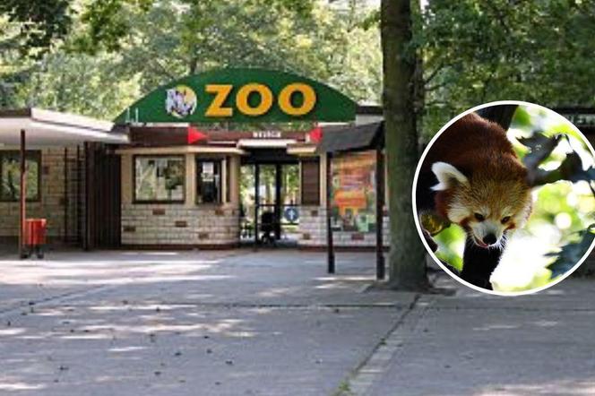 Nowy mieszkaniec poznańskiego zoo