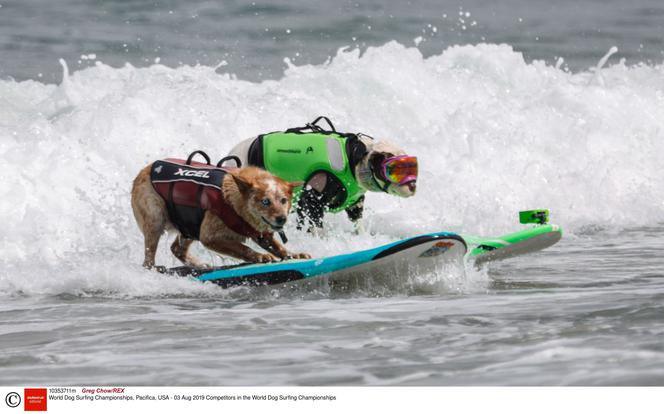 Francuski piesek mistrzem surfingu