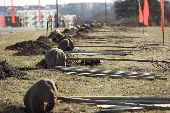 Na wiosnę Gdańsk się zazieleni! Na Chełmie zasadzono 70 nowych drzew