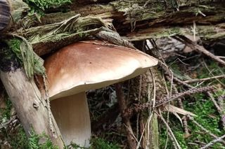 Sezon na grzyby już trwa. „To jeden z najwcześniejszych wysypów w historii” 