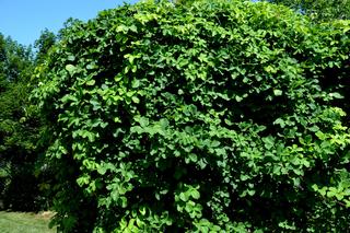 Najpiękniejsze pnącza do ogrodu. Zdjęcia