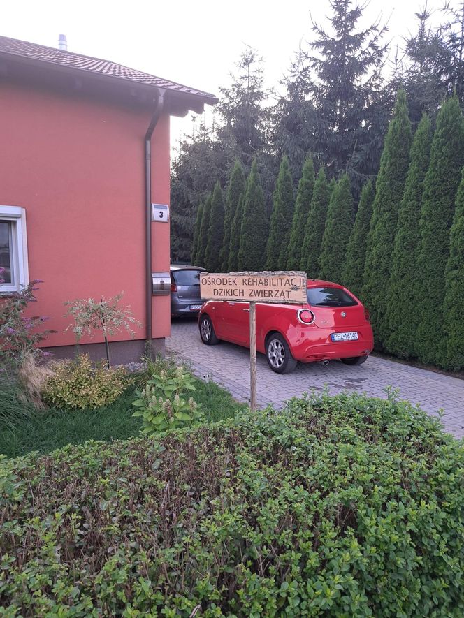 Mieszkańcy gminy Kuślin uratowali bociana