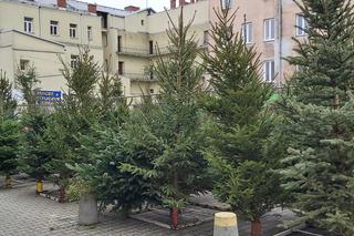 Jaką choinkę wybrać na święta? [WIDEO]