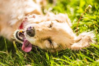 Trwa akcja Rekordowa Miska z Ceneo