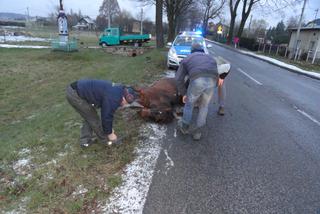 Nietypowy wypadek w Orzeszu. Zabił konia mercedesem