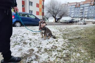 Dramat bezbronnego kundelka! Potrzebna była pomoc fachowców!