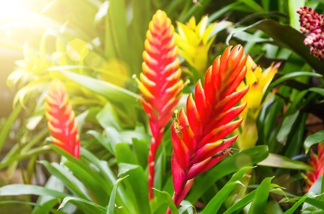 Frizea lśniąca (Vriesea splendens) 