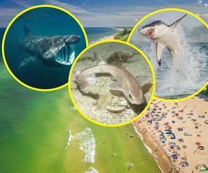Te rekiny spotkasz w Bałtyku. Jeden ma ponad 12 metrów!