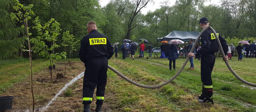 Pierwsze drzewa i krzewy już są 