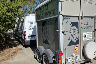 Goryli amant wyruszył na randkę życia. Bwana założy rodzinę w Szwajcarii. „Będziemy tęsknić”