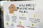 Schronisko dla Bezdomnych Zwierząt w Szczecinie