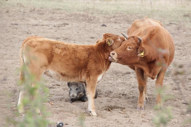 KROWY PRZYGARNĘŁY DZIKA.