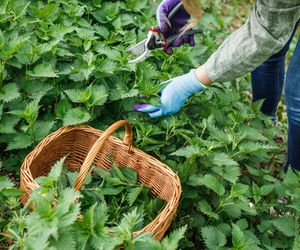 Przyspiesza trawienie, działa moczopędnie i obniża cholesterol. Teraz jest najlepszy czas na zbiory