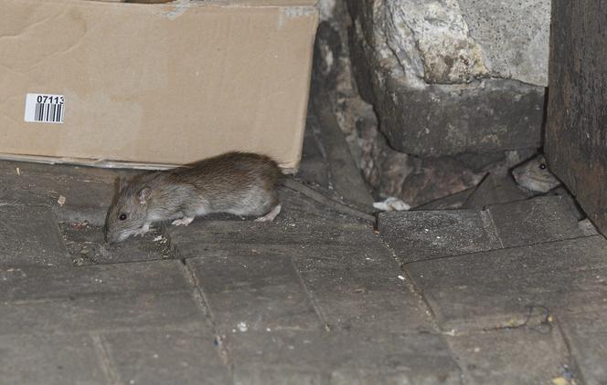 Plaga szczurów na Woli