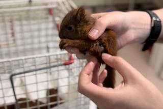 Malutkie wiewiórki uratowane przez psa [WIDEO, GALERIA]