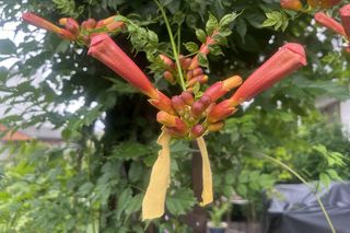 Żółta wstążeczka na roślinach