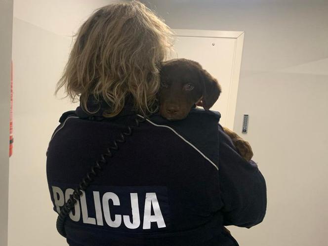 Słupsk: Poli zgubiła się na ulicy. Policja poszukuje właściciela psa
