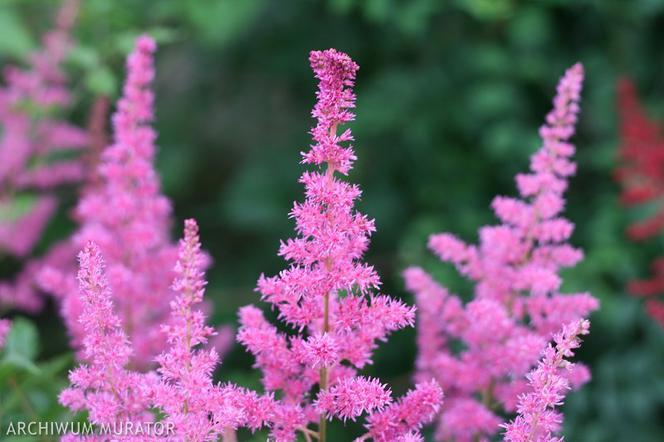 Tawułka Arendsa - Astilbe × arendsii