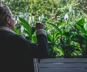 To moja najlepsza odżywka na jesień do skrzydłokwiatu. Rozrósł się już na cały parapet, a sąsiadki patrzą z zazdrością. Skrzydłokwiat zazieleni się w kilka dni