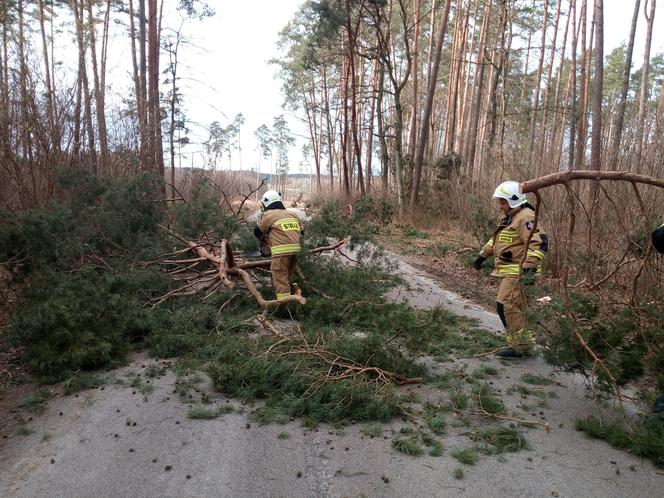 Szkody po Orkanie Eunice. Zrywało dachy, wyrywało grube drzewa, brakowało prądu