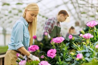 Plantatorka kwiatów zdradziła, co robić by goździki kwitły aż do przymrozków. Prosta sprawa, a kwiaty będą odradzać się przez wiele lat