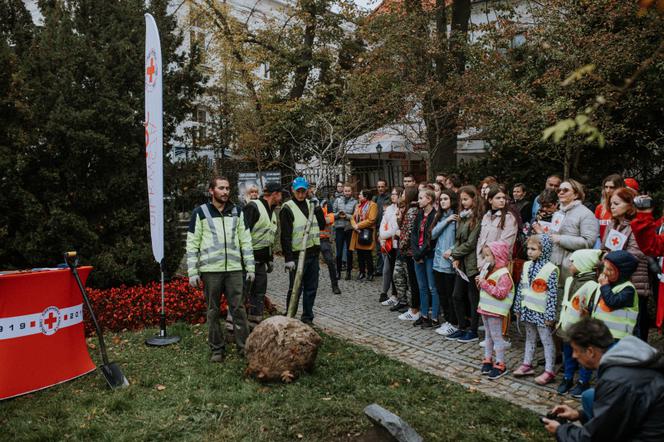 Oby rósł 100 lat! Dąb czerwony na jubileusz 100-lecia PCK