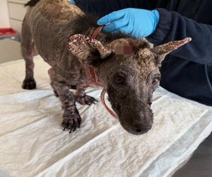 Studentka prawa nie pomogła psu