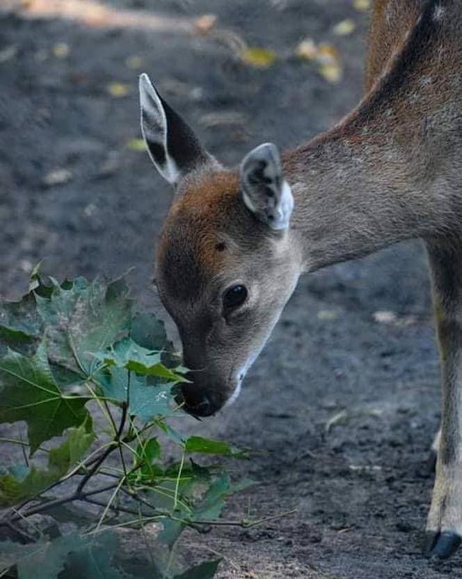 Jelonki Sika z warszawskiego ZOO