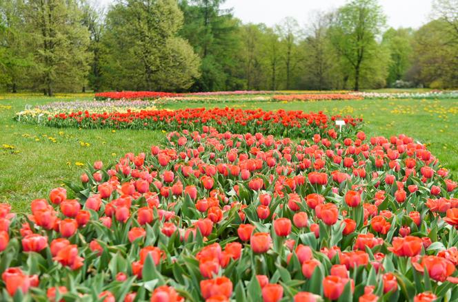 Tysiące tulipanów zakwitło na majówkę! Jednak zobaczyć je możecie tylko tak