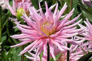 Dalia kaktusowa 'Park Princess'