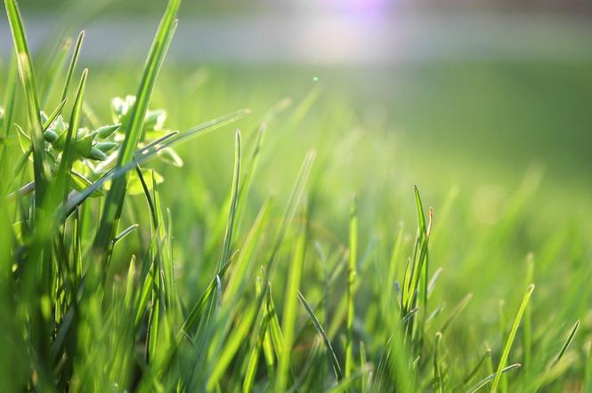 Dlaczego trawa w Warwszawie nie jest koszona? Podwórka zarastać będą do końca roku!