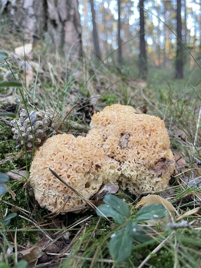 Sezon grzybowy na Dolnym Śląsku rozpoczęty. Gdzie znaleźć kanie, borowiki i koźlarze?