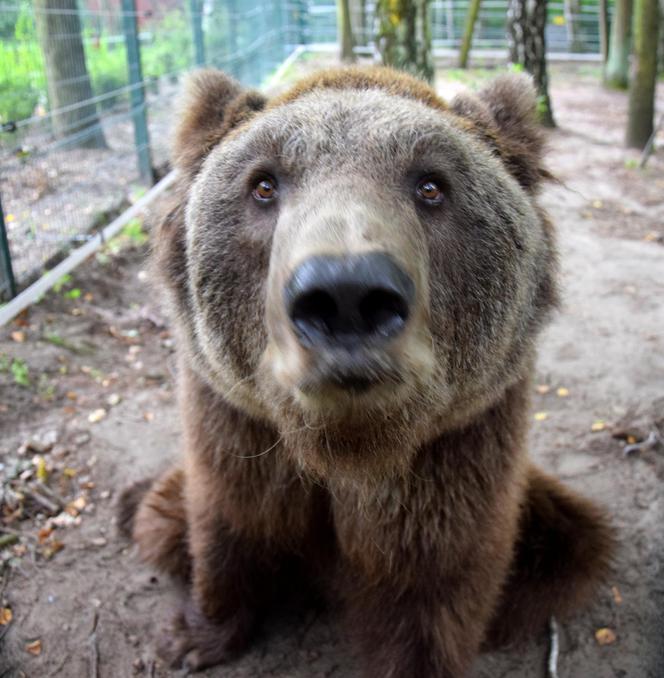 Niedźwiedź Baloo z poznańskiego zoo