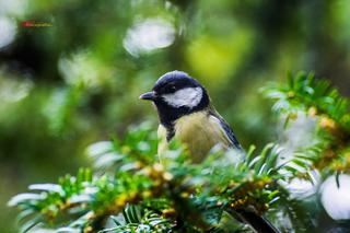 Piękno przyrody w Parku Oliwskim [ZDJĘCIE DNIA]
