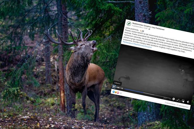 Jeleń pogonił wilka! W sieci wyjątkowe nagranie leśników: Byk po rykowisku miał trochę animuszu do walki 