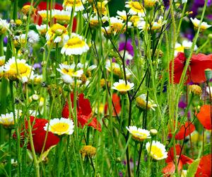 Łąka kwietna, która kwitnie cały sezon. Nasiona i wieloletnie kwiaty sprawią, że stworzysz miejsce jak z wakacji u babci