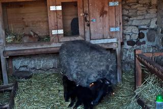 Radosny dzień w Muzeum Wsi Radomskiej! 