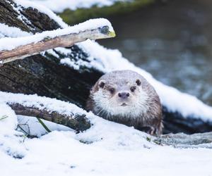 Zima w zoo we Wrocławiu. Zobacz, jak zwierzaki radzą sobie w chłodne dni 